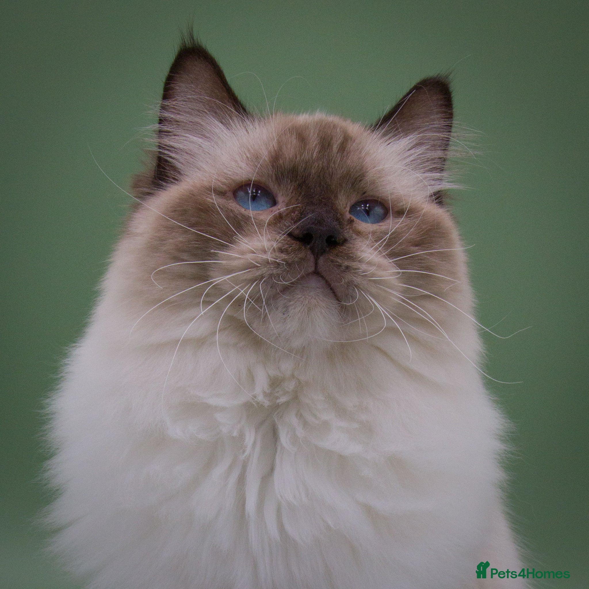 Ragdoll cats GCCF Active stud for sale - Advert 1