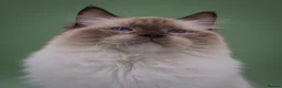 Ragdoll cats for sale: GCCF Active stud for sale - Advert 1