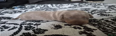 Miniature Dachshund 3