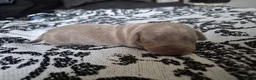 Miniature Dachshund dogs for sale: 4 Miniture Dachshund For Sale - Advert 4