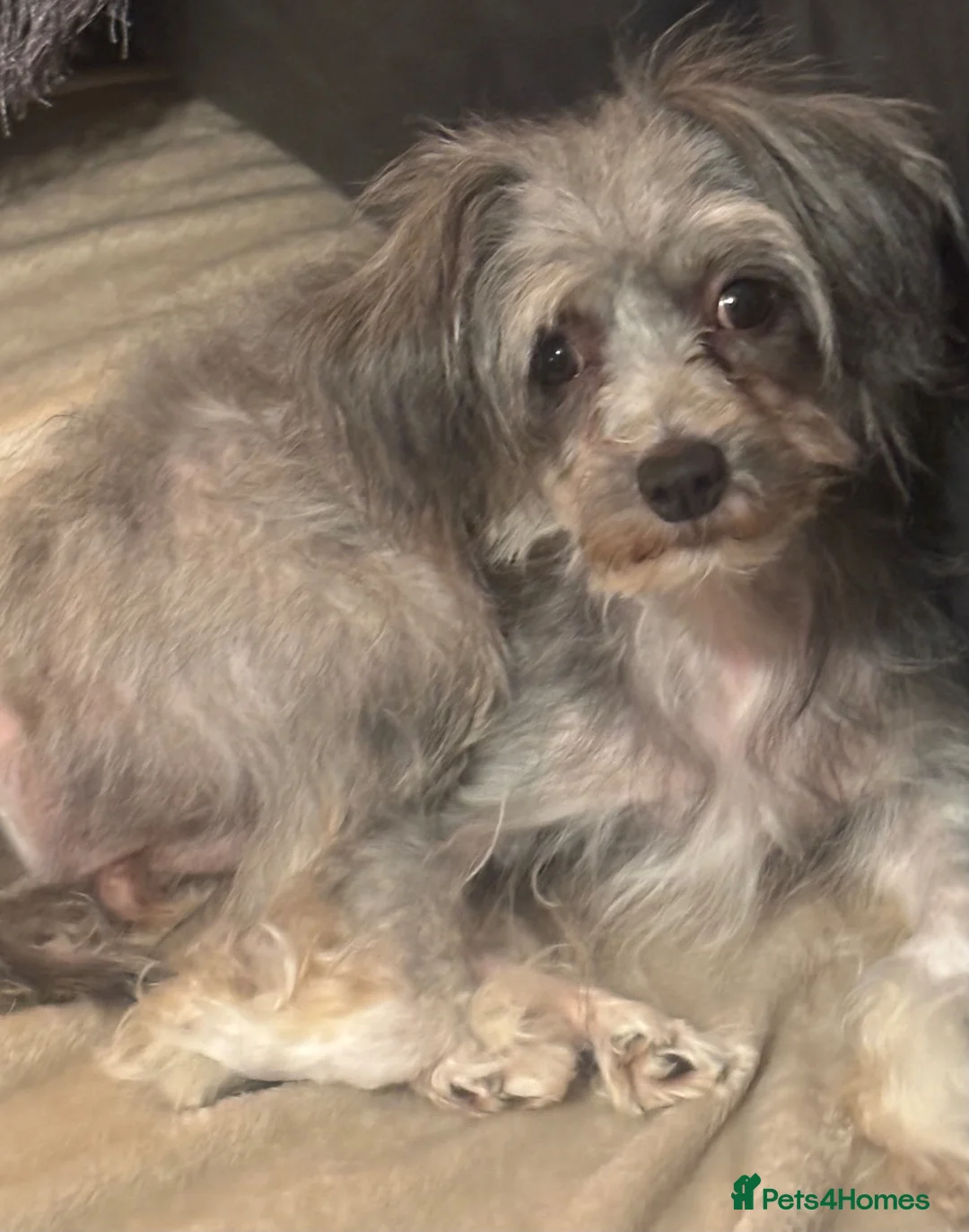Chinese Crested dogs for sale: 🐾 Chinese Crested Puppies — 9 Weeks Old Ready Now - Advert 1