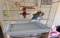 Budgerigars birds for sale: Jimmy  - Image 2