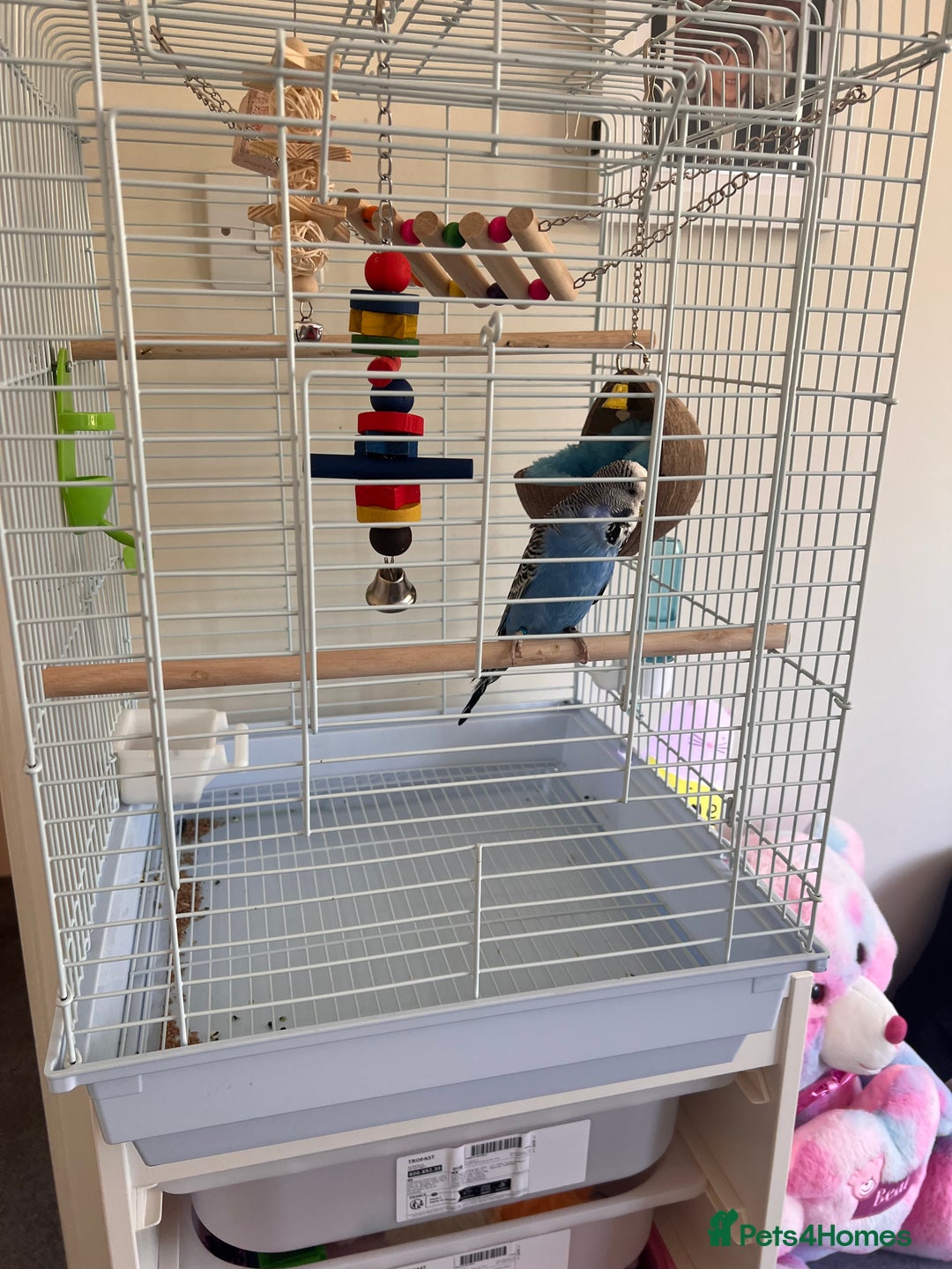 Budgerigars birds for sale: Jimmy  - Image 2