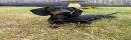 Dachshund dogs for sale: Ready to leave! One Gorgeous boy left - Advert 1