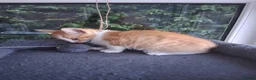 Mixed Breed cats for sale: Rare female Ginger Tabbies 😻 - Advert 19