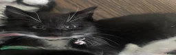 Mixed Breed cats for sale: 2 x kittens available for their new homes  in Northampton - Advert 5