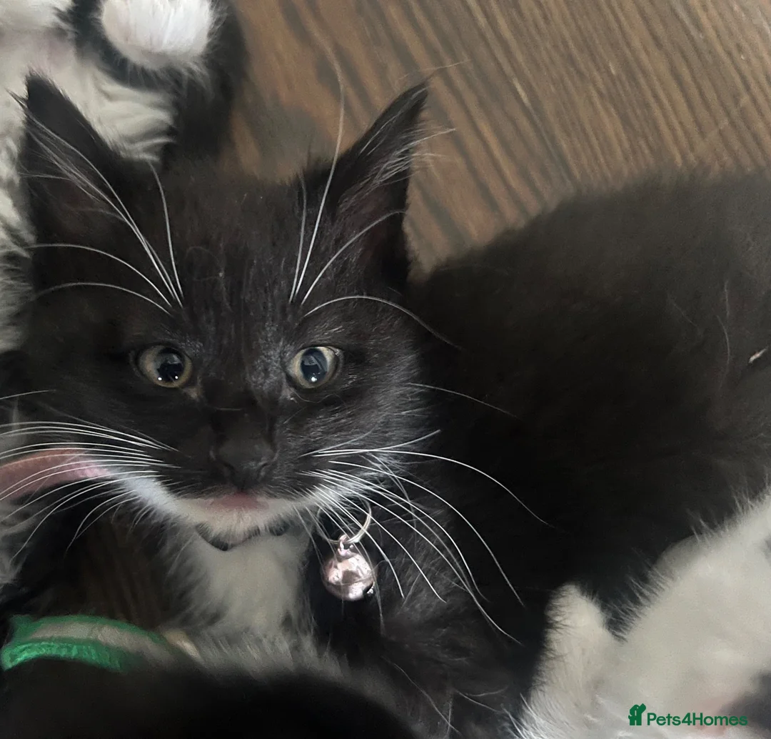 Mixed Breed cats for sale: 2 x kittens available for their new homes  in Northampton - Advert 5