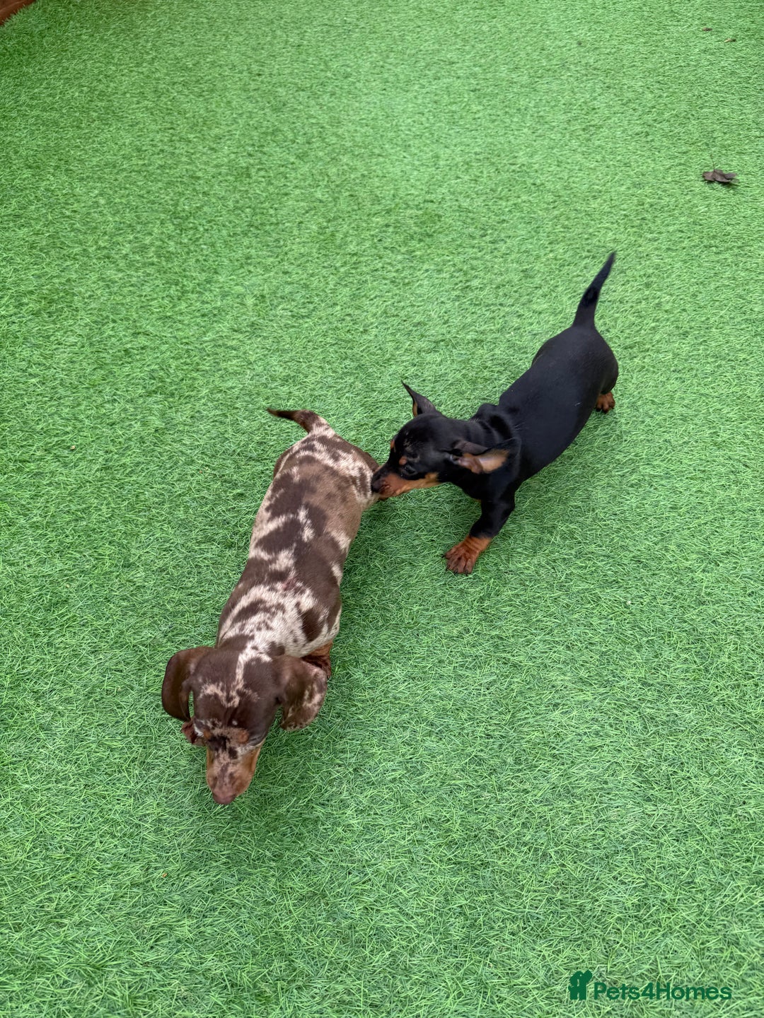 Miniature Dachshund dogs for sale: Beautiful dachshund puppies  - Advert 13