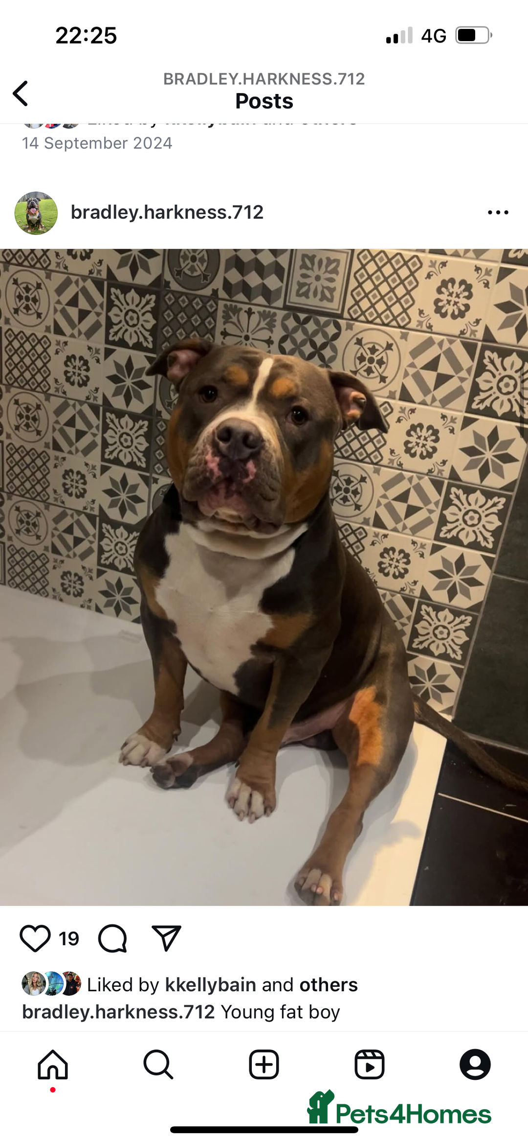 American Bully dogs for stud: Pocket bully for stud - Advert 5