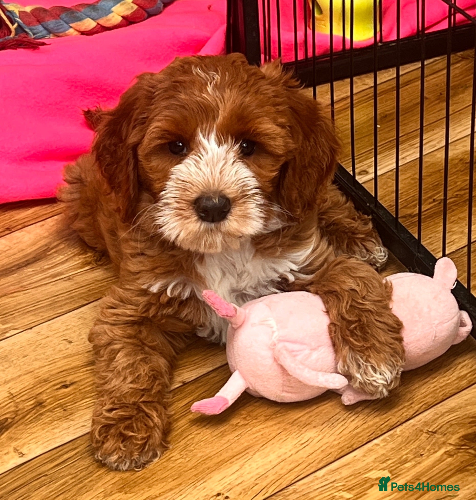 Australian Labradoodle dogs ♥️Adorable girl Pup♥️Australian labradoodle - Advert 10