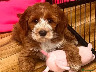 Australian Labradoodle dogs ♥️Adorable girl Pup♥️Australian labradoodle - Advert 10