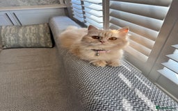 Munchkin cats for sale: 2 tiny legged rug hugger Persian munchkins - Image 25