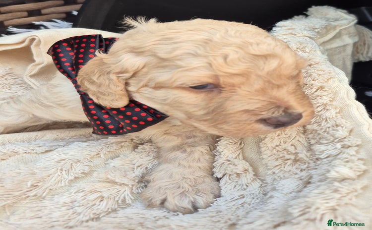 Labradoodle dogs - Advert 1