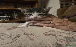 Mixed Breed cats for sale: White & black kittens - Image 2