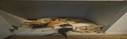 Mixed Breed cats for sale: 7 beautiful kittens  - Advert 1