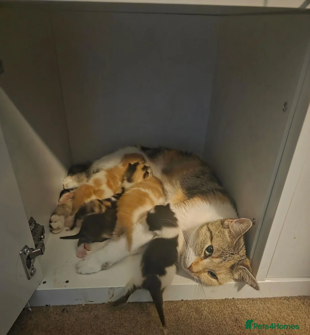 Mixed Breed cats for sale: 7 beautiful kittens  - Advert 1