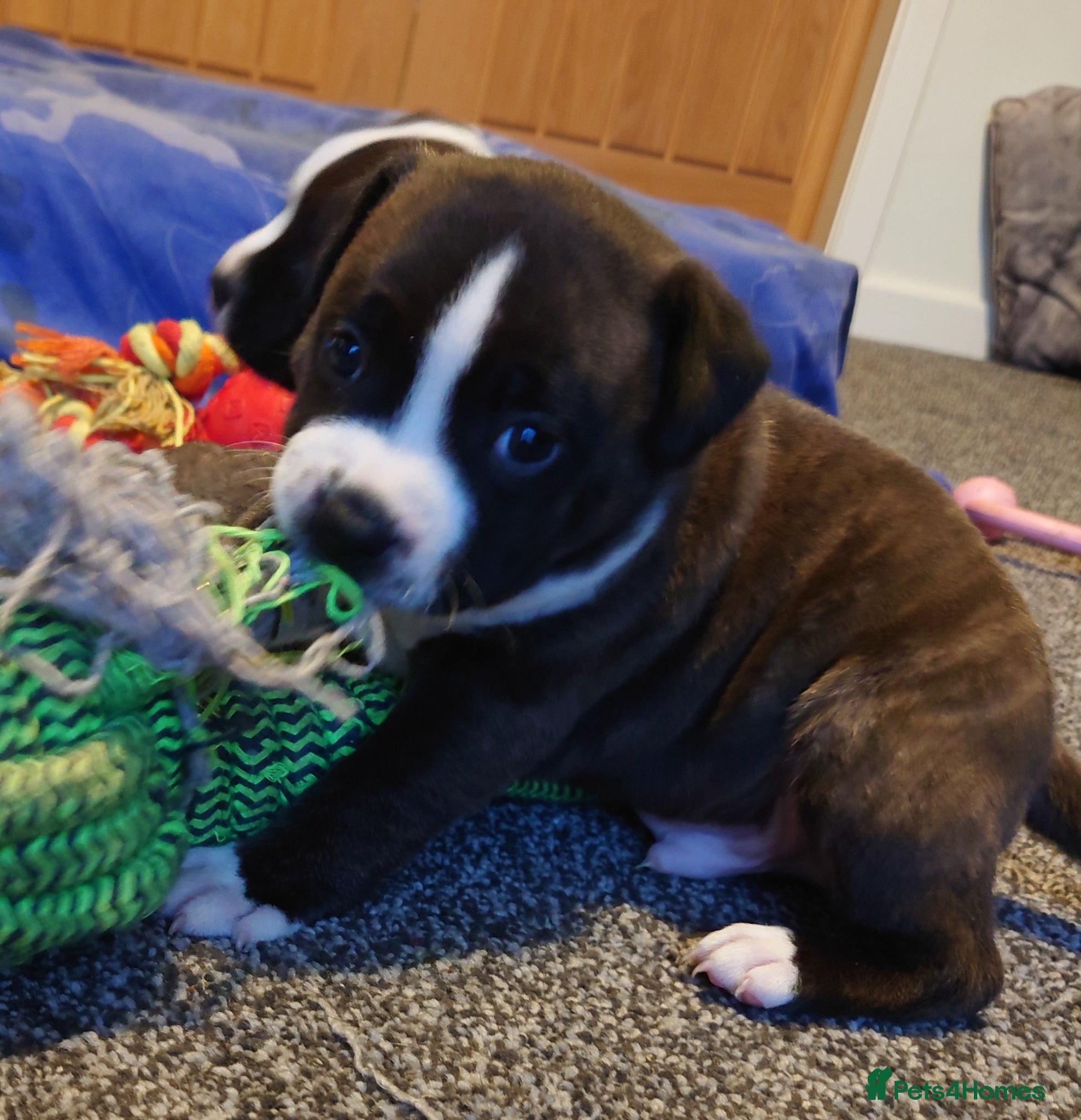 Staffordshire Bull Terrier dogs 6x full breed KC Staffordshire bull terrier pups - Advert 9