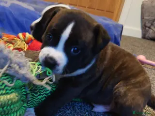 Staffordshire Bull Terrier dogs 6x full breed KC Staffordshire bull terrier pups - Advert 9