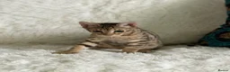 Bengal cats for sale: Stunning beautiful bengal kittens  - Advert 8