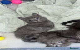 Russian Blue cats for sale: Russian blue x Chartreux - Image 10