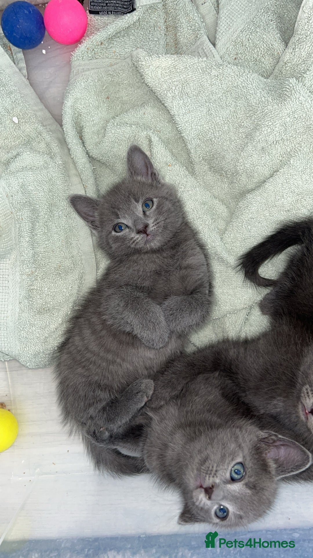 Russian Blue cats for sale: Russian blue x Chartreux - Image 10