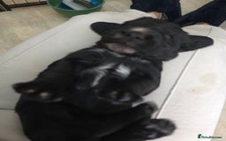 Cocker Spaniel dogs for sale: Working cocker spaniel puppies  - Advert 3