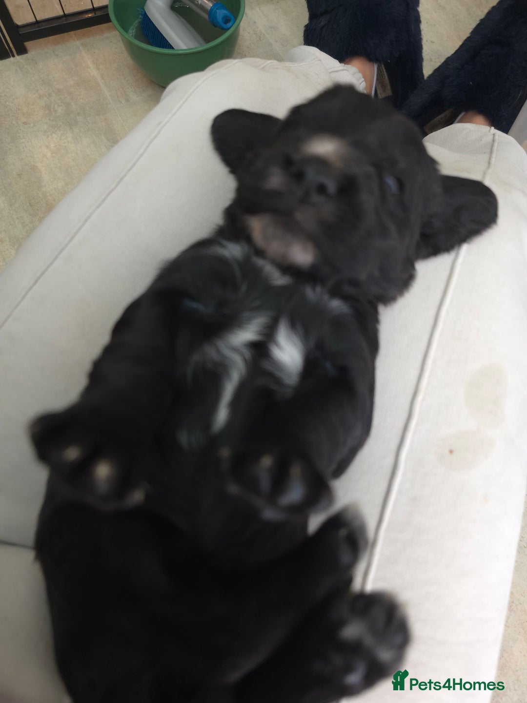 Cocker Spaniel dogs for sale: Working cocker spaniel puppies  - Advert 3