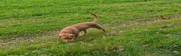 Labrador Retriever dogs for sale:  Wonderful KC registered Fox Red Labrador Puppy - Advert 16