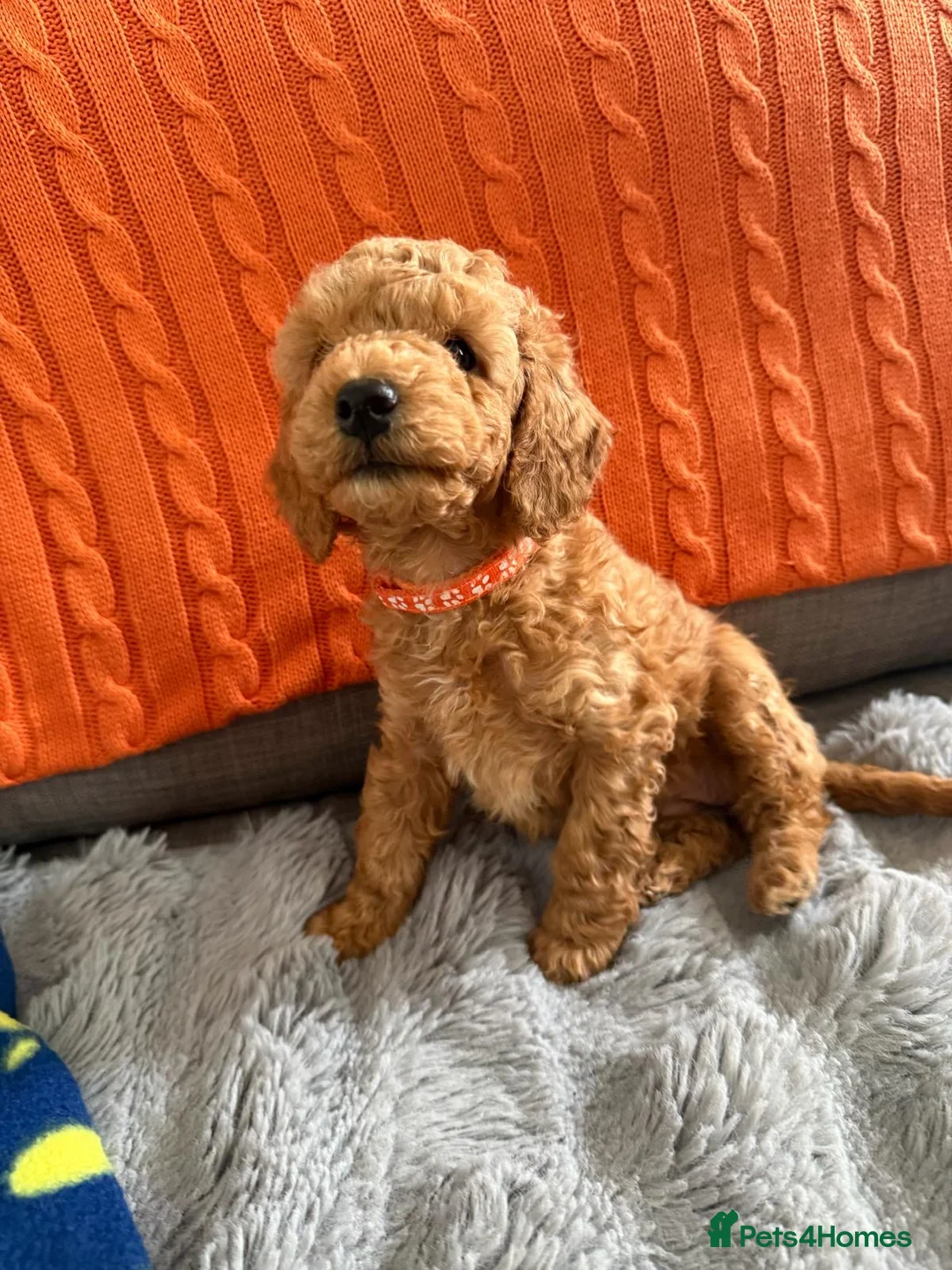 Cockapoo dogs for sale: Adorable Cockapoo puppies LAST PUPPY  🐶🐾 - Advert 1