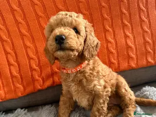 Cockapoo dogs Adorable Cockapoo puppies LAST PUPPY 🐶🐾 - Advert 14