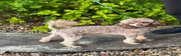 Cockapoo dogs for sale: Stunning F1B Cockapoos - Advert 12
