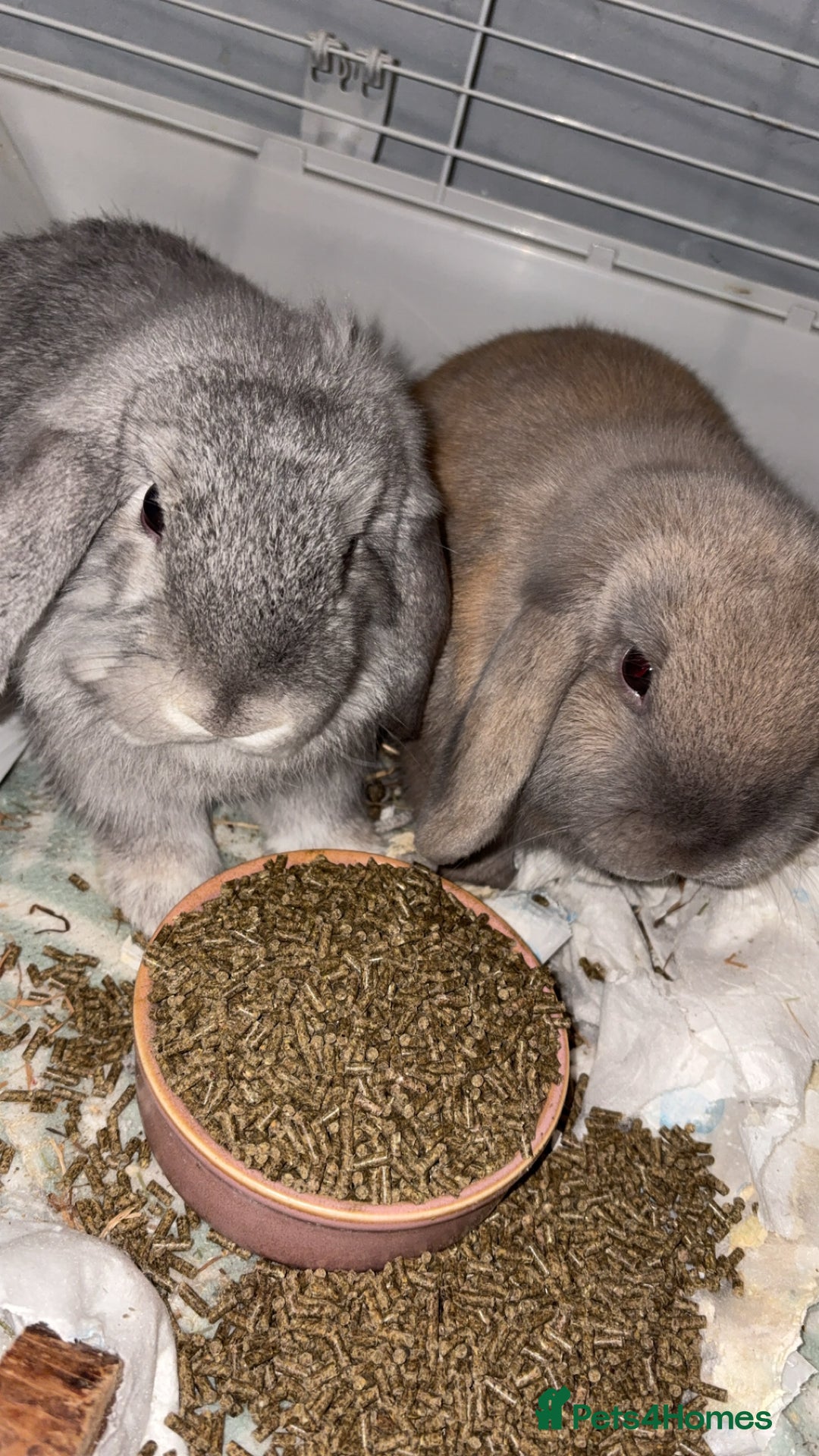 Mini Lop rabbits for sale: 2 mini lops - Advert 1