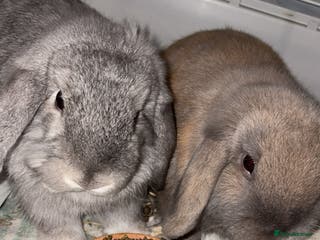 Mini Lop rabbits 2 mini lops - Advert 2