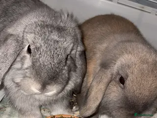Mini Lop rabbits 2 mini lops - Advert 4
