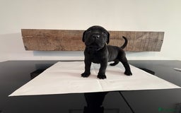 Cane Corso dogs for sale: Purebred Cane Corso Puppies – Exceptional Parent - Image 4