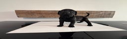 Cane Corso dogs for sale: Purebred Cane Corso Puppies – Exceptional Parent - Advert 4