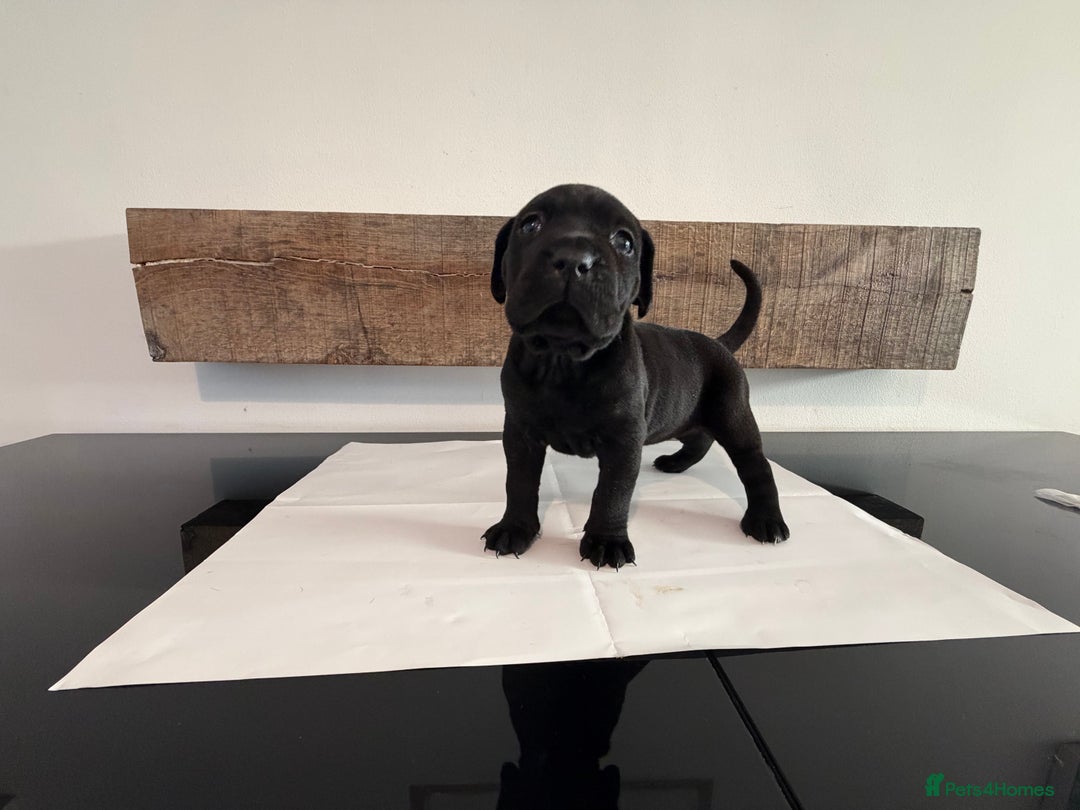 Cane Corso dogs for sale: Purebred Cane Corso Puppies – Exceptional Parent - Image 4