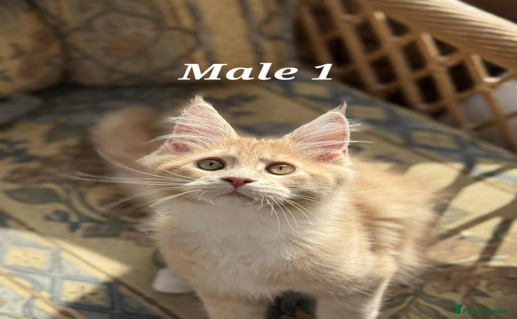 Maine Coon cats - Advert 3