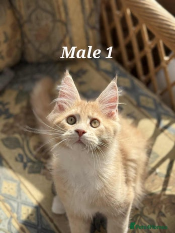 Maine Coon cats - Advert 3