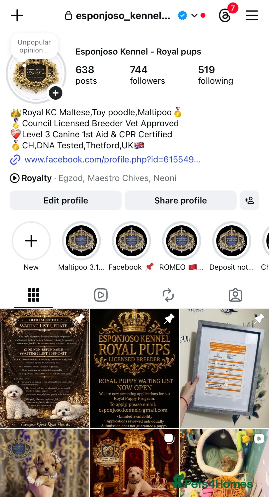 Toy Poodle dogs for stud: 🔥One-in-a-Million teddy Asian toy poodle DNA Stud in Thetford - Advert 3