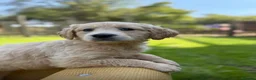 Mixed Breed dogs for sale: Magnificent blonde wolf dog puppies golden sarloos - Advert 28