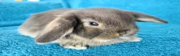 Mini Lop rabbits for sale: Baby mini lops for sale  - Advert 1