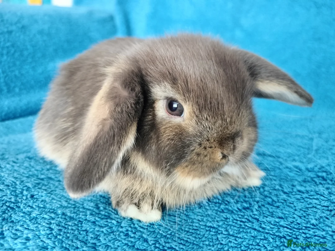 Mini Lop rabbits for sale: Baby mini lops for sale  - Advert 1