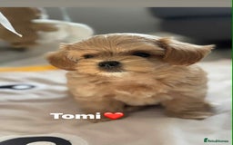 Maltipoo dogs for sale: Tiny F1 Asian Maltipoo puppies. Ready now! - Image 28