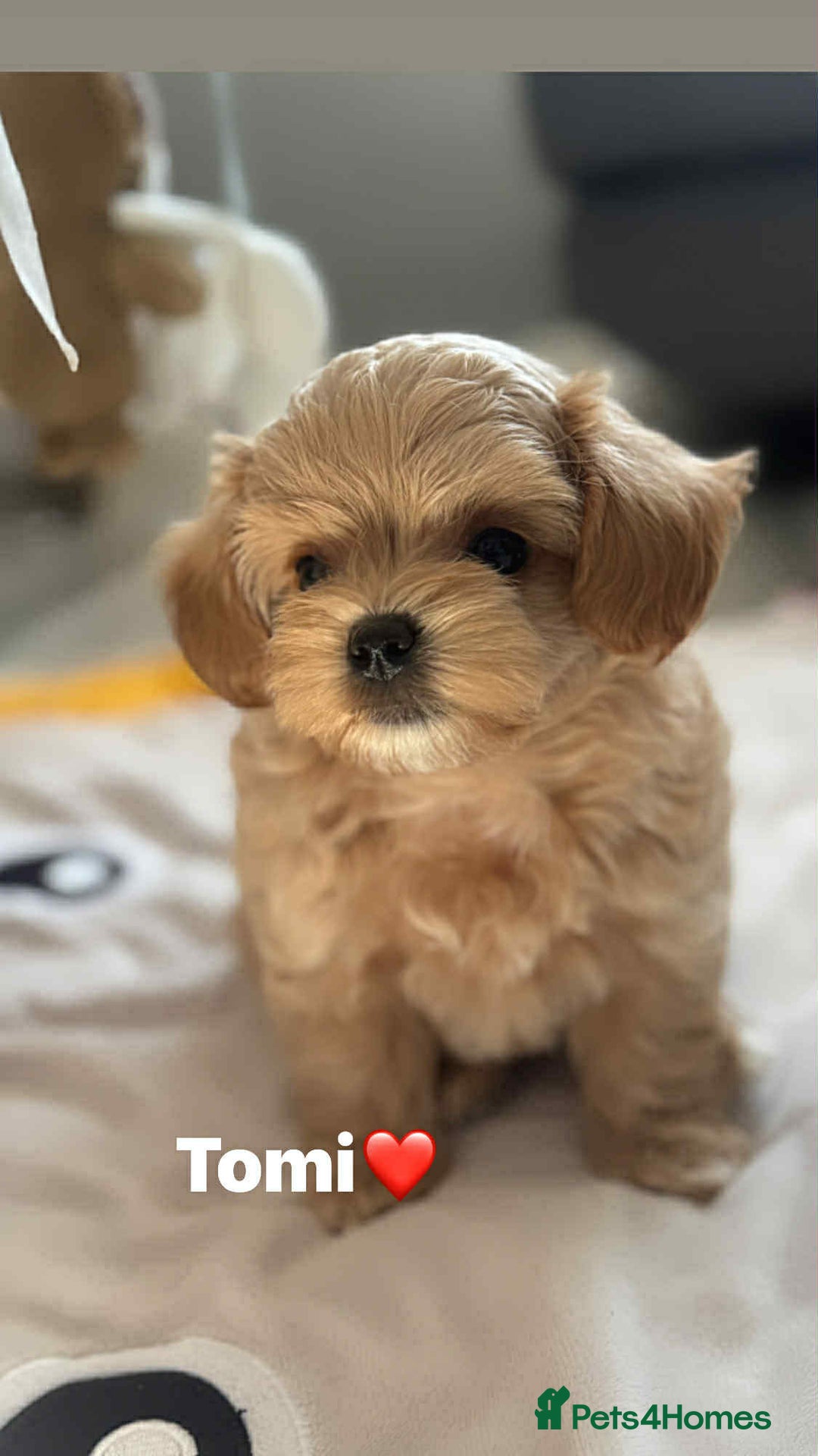 Maltipoo dogs for sale: Tiny F1 Asian Maltipoo puppies. Ready now! - Image 28