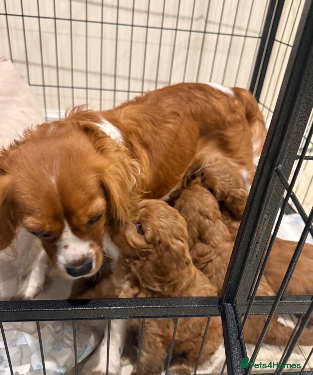 Cavapoo dogs for sale: Red F1 Cavapoo Puppies  - Advert 9