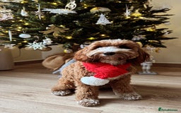 Australian Labradoodle dogs for sale: Pure Multigen Australian Labradoodle Puppies - Image 31