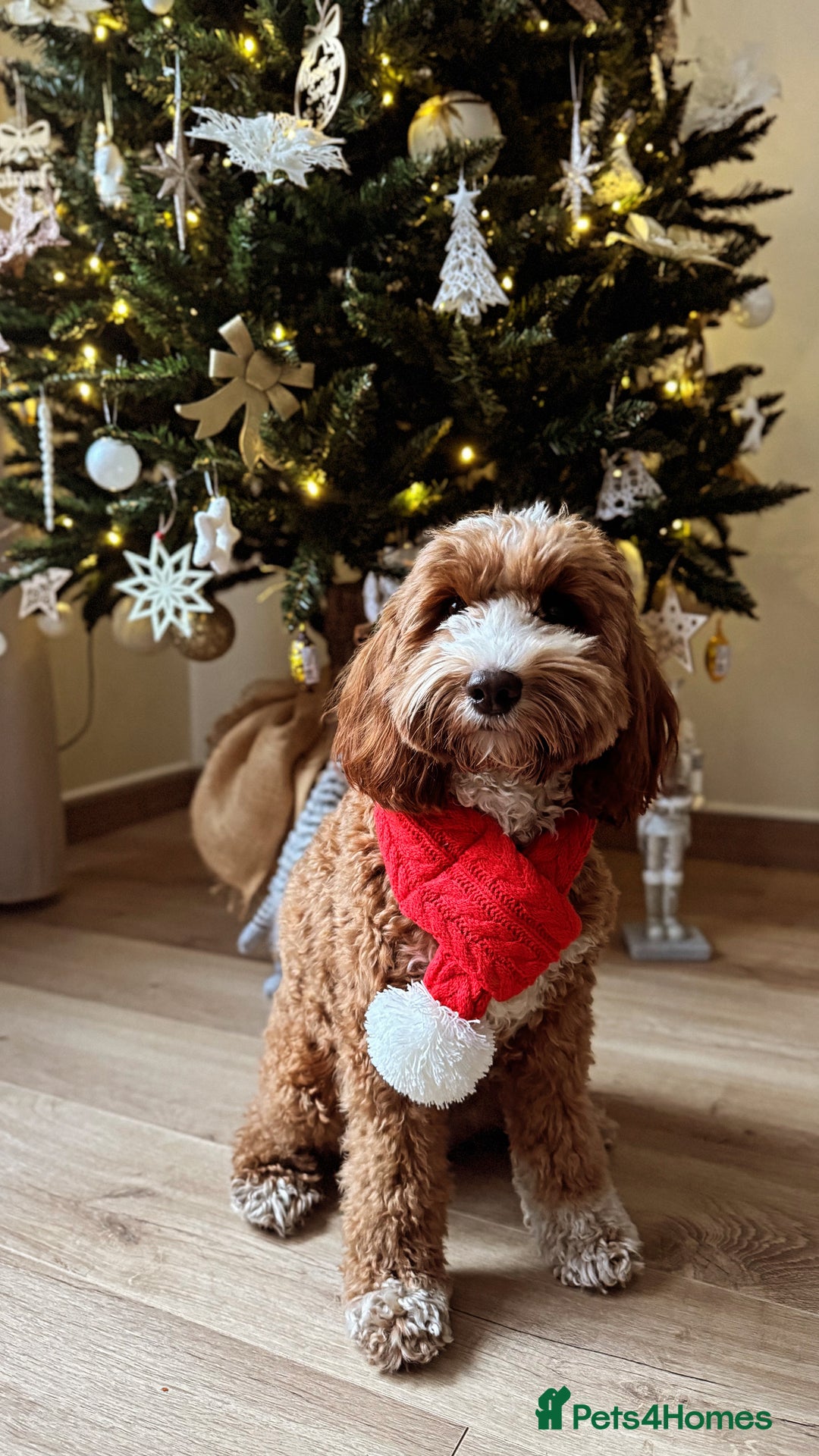 Australian Labradoodle dogs for sale: Pure Multigen Australian Labradoodle Puppies - Image 31