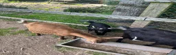Goats livestock for sale: Pygmy X Female & Wether - Advert 10