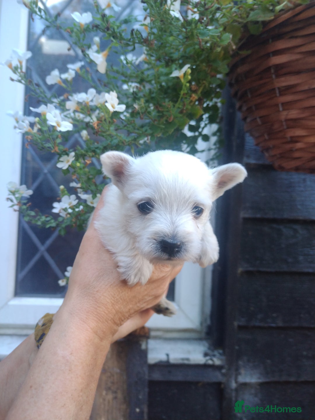 West Highland Terrier dogs for sale: Gorgeous KC registered Westie pups - Image 2